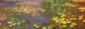 Nympheas water plantes