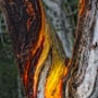 Located in Ruskin, B.C., Nature Arts focus is primarily on land and waterscape photography. Located in Ruskin, B.C., Nature Arts focus is primarily on land and waterscape photography.