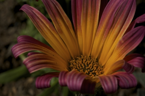 slideshow