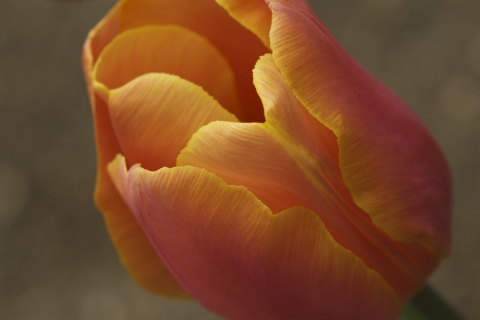 slideshow