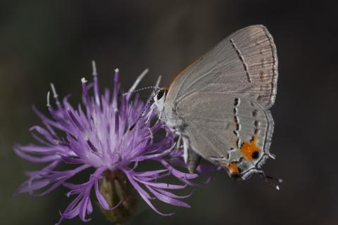 slideshow
