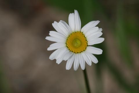 slideshow