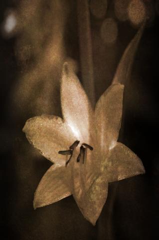 slideshow