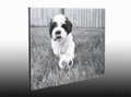 3/4" Gallery wrap with black borders, BW 3/4" Gallery wrap with black borders, BW