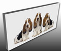 Pet Canvas prints Pet Canvas prints
