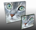 Pet Canvas prints Pet Canvas prints