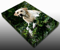 Pet Canvas prints Pet Canvas prints