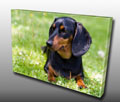 Pet Canvas prints Pet Canvas prints