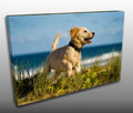 Pet Canvas prints Pet Canvas prints