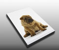 Pet Canvas prints Pet Canvas prints