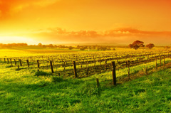 A harvested vineyard at sunset