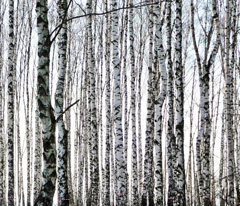 Birch Forest